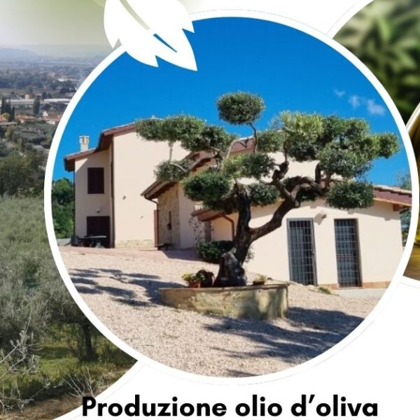 Agriturismo produzione olio extravergine d'oliva ad Assisi: tradizione e qualità nel cuore dell'Umbria nell'Agriturismo Monte Oliveto