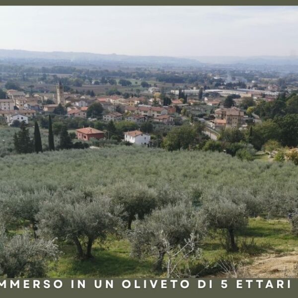 Agriturismo immerso in un oliveto di 5 ettari ad Assisi: un'oasi verde nel cuore dell'Umbria presso l'Agriturismo Monte Oliveto